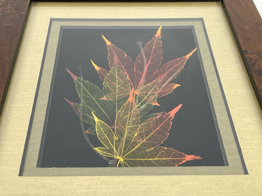 Signed Artist Booker Morey Japanese Maple Leaf Lines Shadowboxes Artwork 6.5W X 8.5H Retails $125 [Photo 5]
