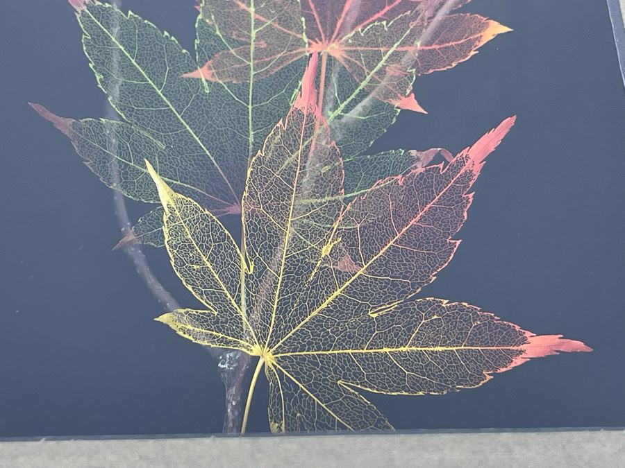 Signed Artist Booker Morey Japanese Maple Leaf Lines Shadowboxes Artwork 6.5W X 8.5H Retails $125 [Photo 3]