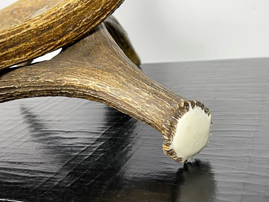 Impressive Large Shari Medley Hand Carved Moose Antler Sculpture Of Soaring Bald Eagle 34H X 24W X 20D [Photo 8]