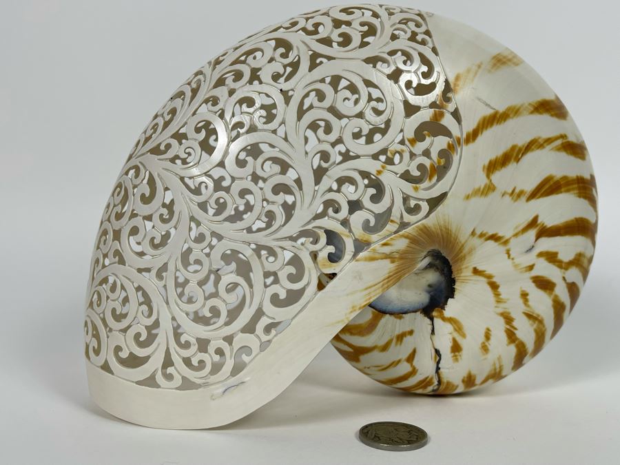 Elegantly Carved Organic Seashell 7W X 3.5D X 5.5H [Photo 9]