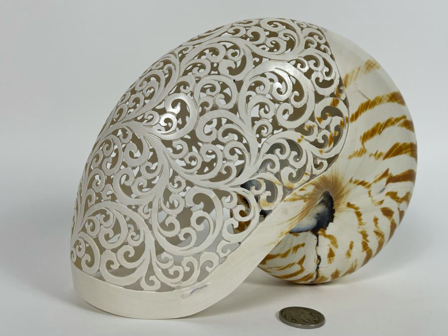 Elegantly Carved Organic Seashell 7W X 3.5D X 5.5H [Photo 8]