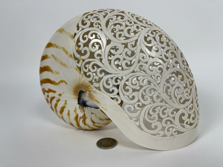 Elegantly Carved Organic Seashell 7W X 3.5D X 5.5H [Photo 3]