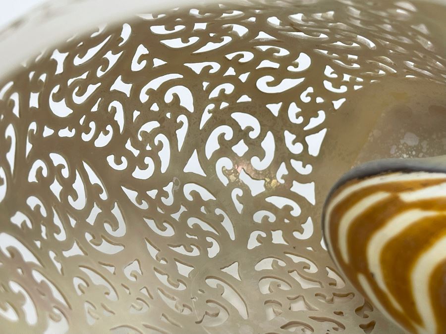 Elegantly Carved Organic Seashell 7W X 3.5D X 5.5H [Photo 16]