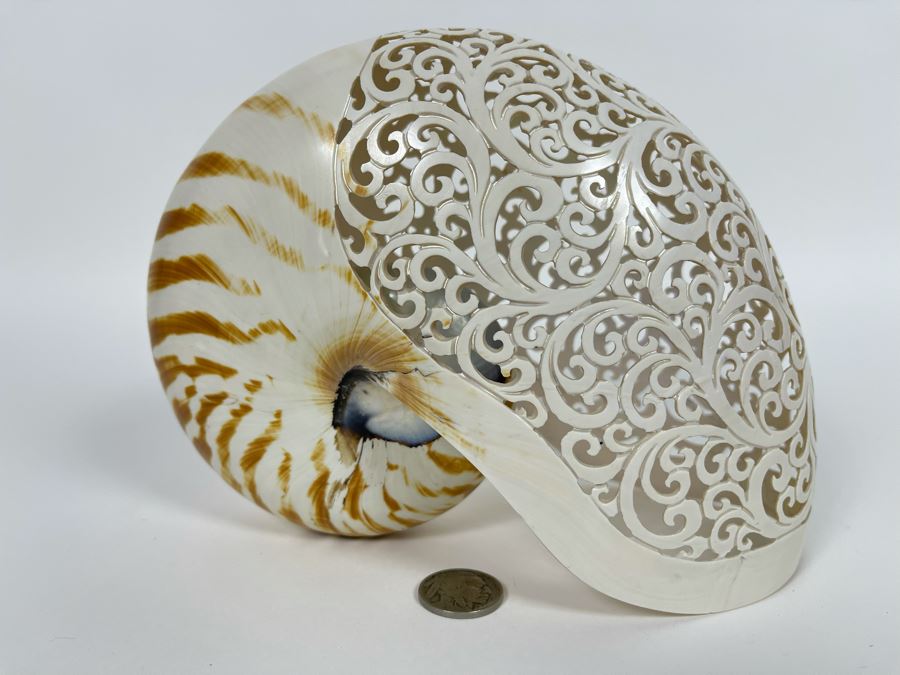 Elegantly Carved Organic Seashell 7W X 3.5D X 5.5H [Photo 1]