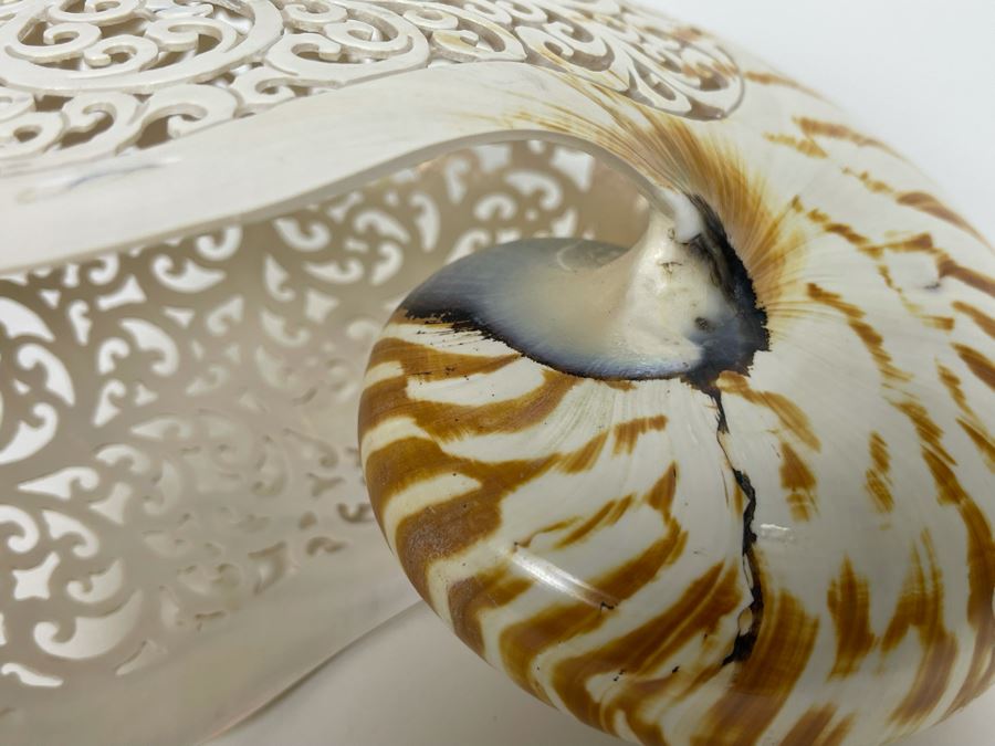 Elegantly Carved Organic Seashell 7W X 3.5D X 5.5H [Photo 12]