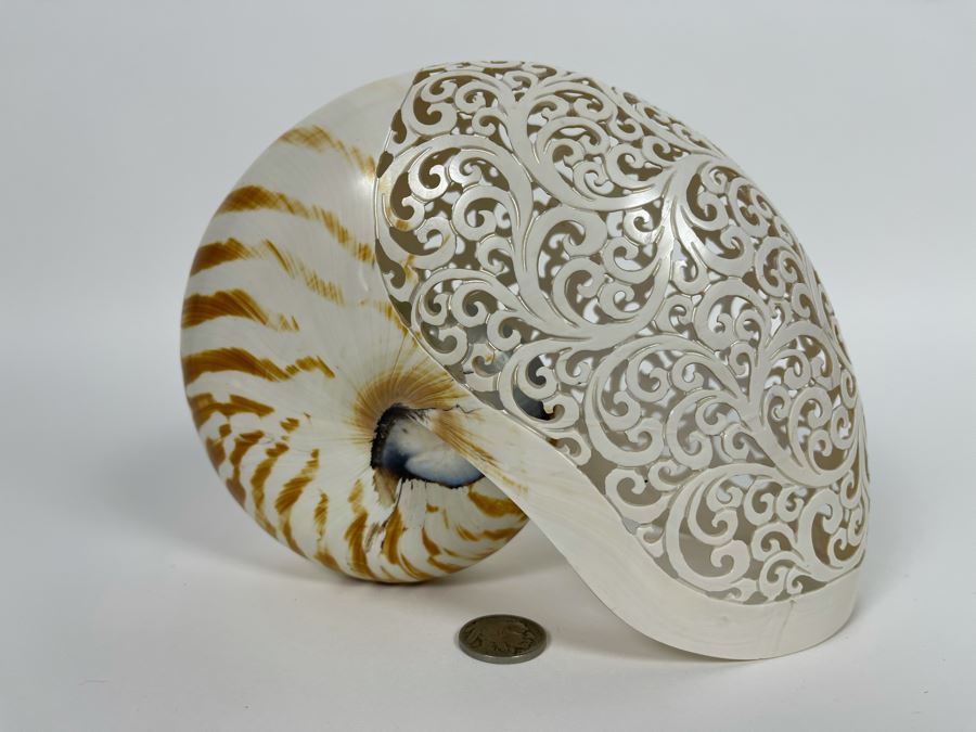 Elegantly Carved Organic Seashell 7W X 3.5D X 5.5H [Photo 4]