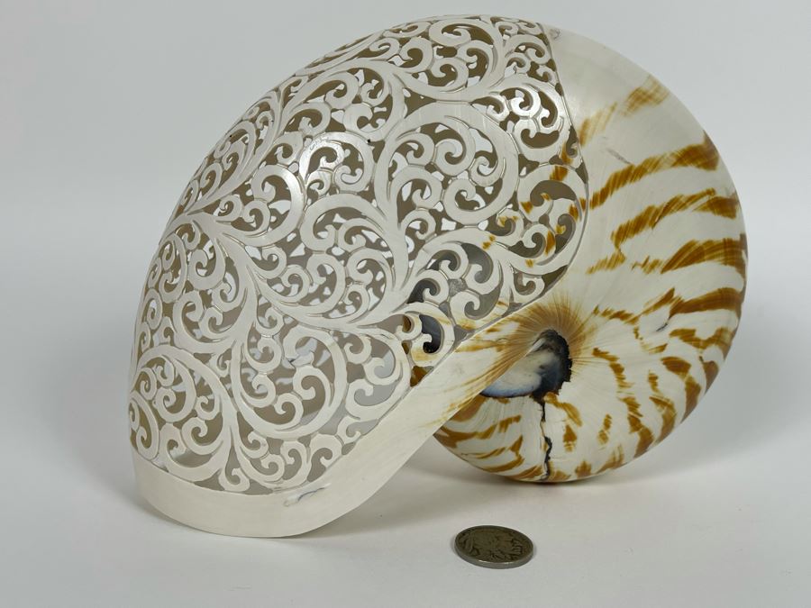 Elegantly Carved Organic Seashell 7W X 3.5D X 5.5H [Photo 7]