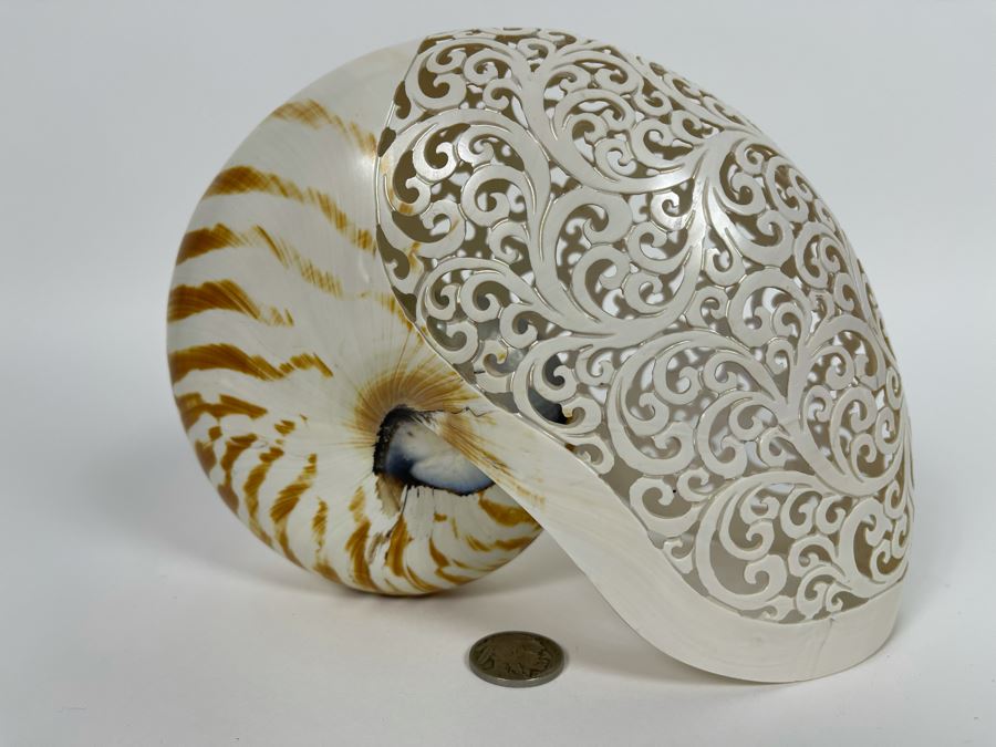 Elegantly Carved Organic Seashell 7W X 3.5D X 5.5H [Photo 2]