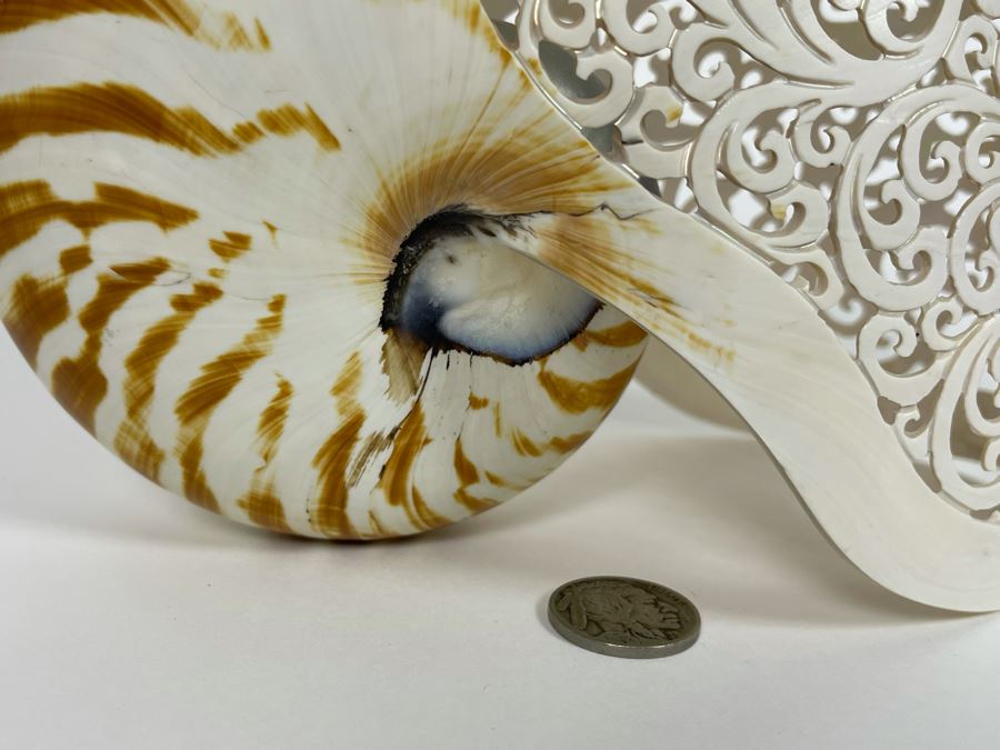 Elegantly Carved Organic Seashell 7W X 3.5D X 5.5H [Photo 5]