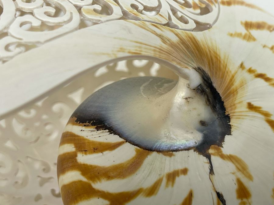 Elegantly Carved Organic Seashell 7W X 3.5D X 5.5H [Photo 13]