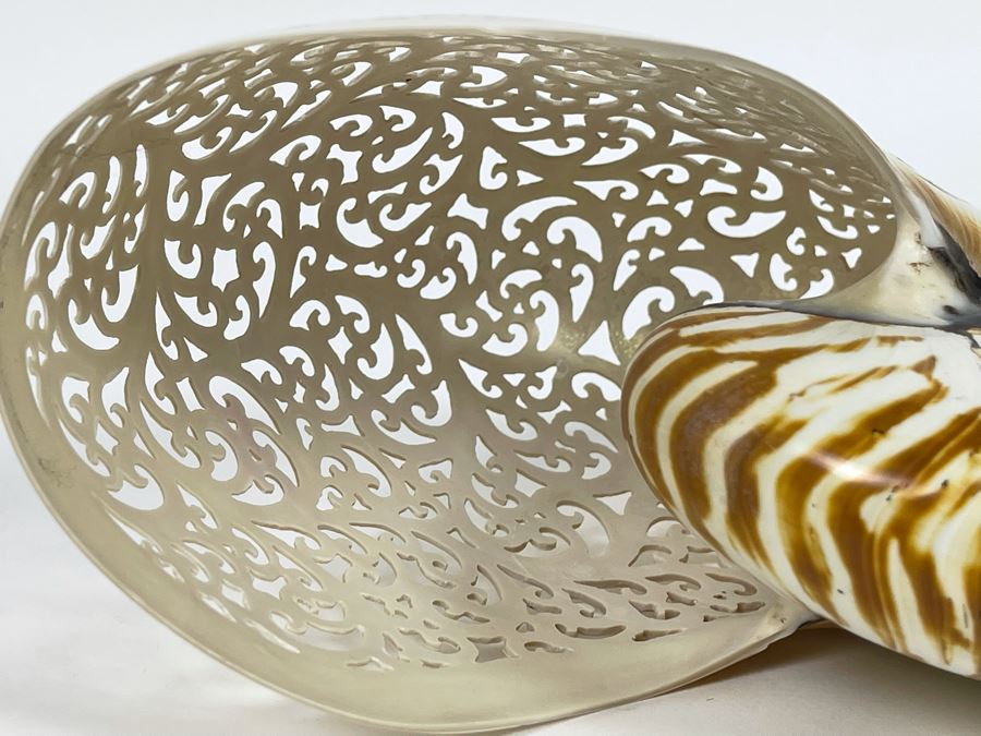Elegantly Carved Organic Seashell 7W X 3.5D X 5.5H [Photo 15]