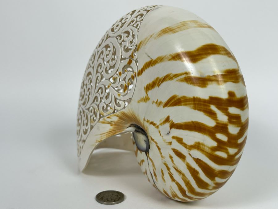Elegantly Carved Organic Seashell 7W X 3.5D X 5.5H [Photo 10]