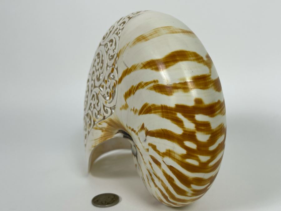 Elegantly Carved Organic Seashell 7W X 3.5D X 5.5H [Photo 11]