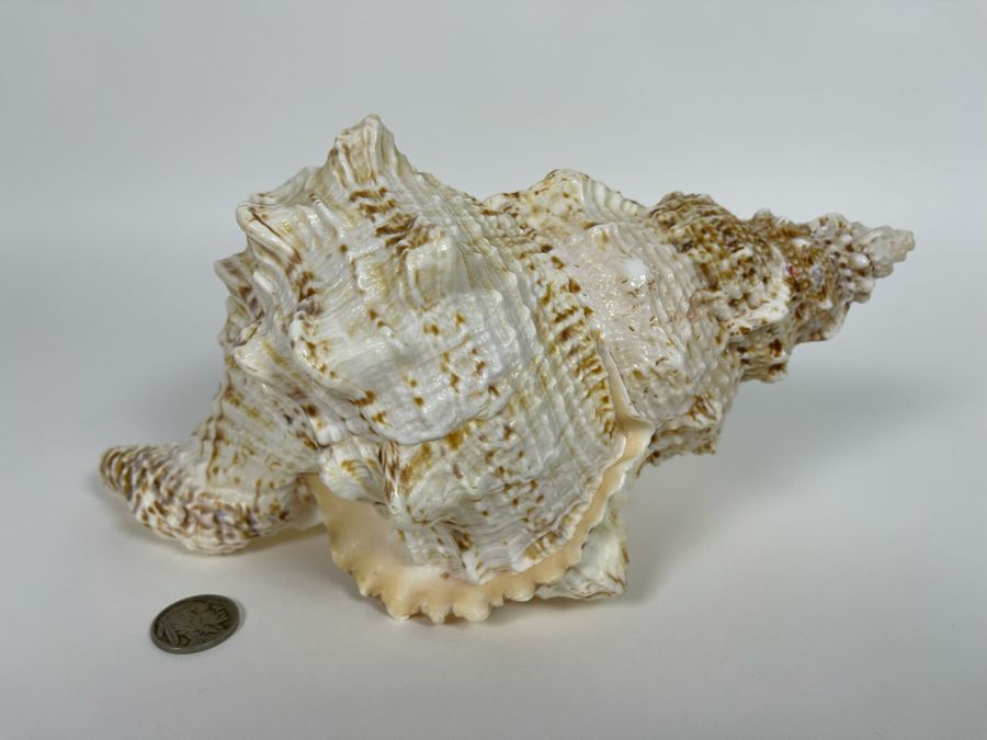 Organic Conch Seashell 9W X 7D X 5H [Photo 4]
