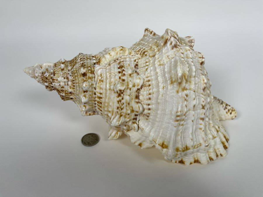 Organic Conch Seashell 9W X 7D X 5H [Photo 3]