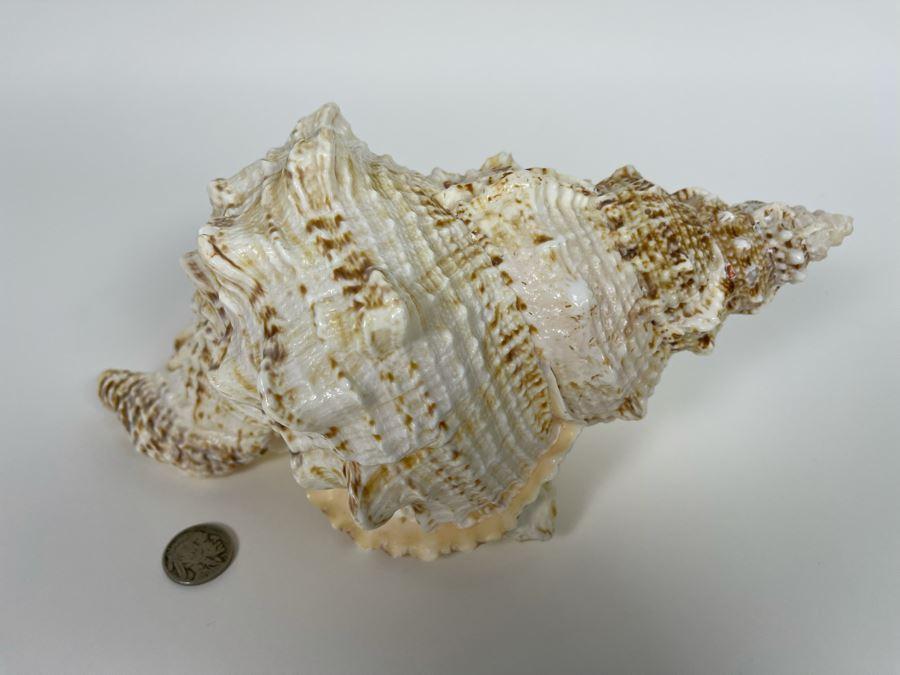 Organic Conch Seashell 9W X 7D X 5H [Photo 5]