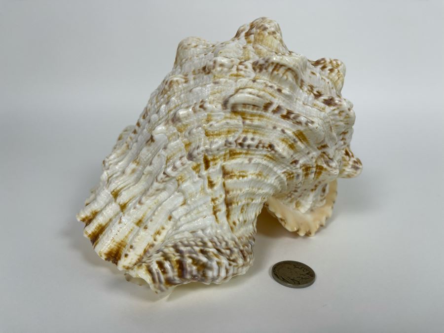 Organic Conch Seashell 9W X 7D X 5H [Photo 6]