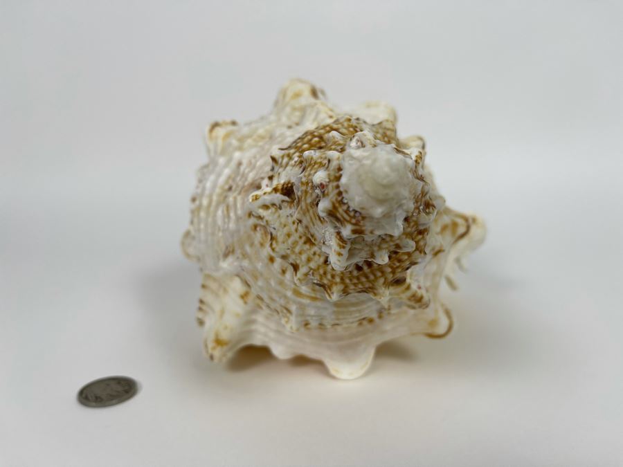 Organic Conch Seashell 9W X 7D X 5H [Photo 7]