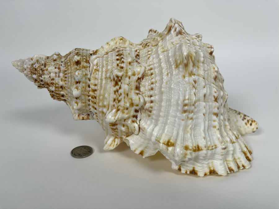 Organic Conch Seashell 9W X 7D X 5H [Photo 2]