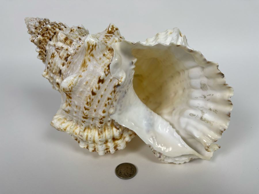 Organic Conch Seashell 9W X 7D X 5H [Photo 1]