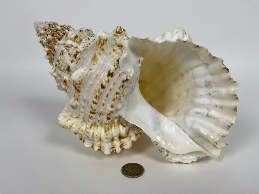 Organic Conch Seashell 9W X 7D X 5H [Photo 8]