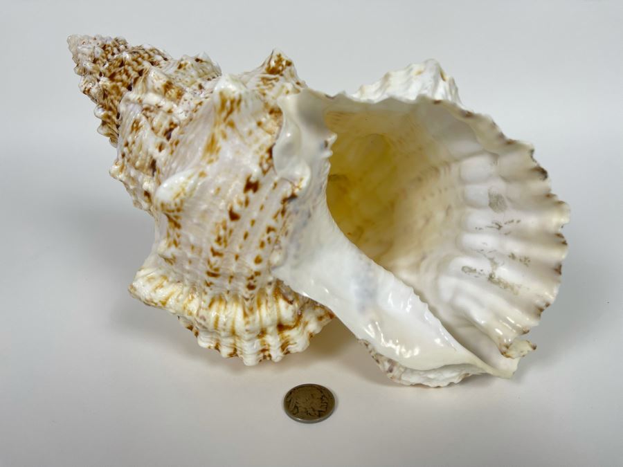 Organic Conch Seashell 9W X 7D X 5H [Photo 9]