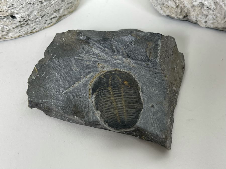 Pair Of Cylindrical Stone Candle Holders 4H And Fossil [Photo 3]