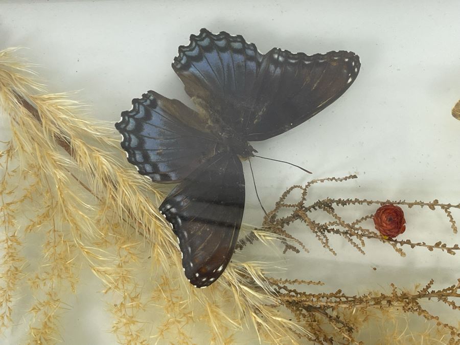 Original Framed Butterflies Artwork Dome Glass Frame By J.J. Cruz 12.5 X 8.5 [Photo 5]