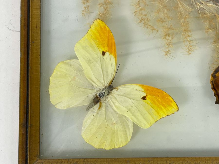 Original Framed Butterflies Artwork Dome Glass Frame By J.J. Cruz 12.5 X 8.5 [Photo 3]