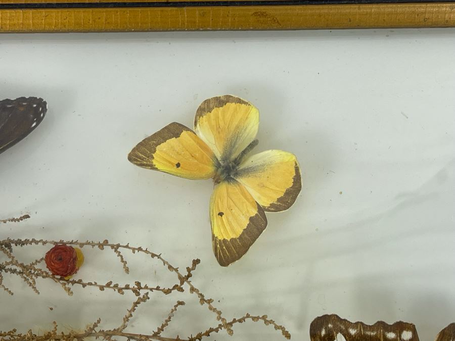 Original Framed Butterflies Artwork Dome Glass Frame By J.J. Cruz 12.5 X 8.5 [Photo 6]