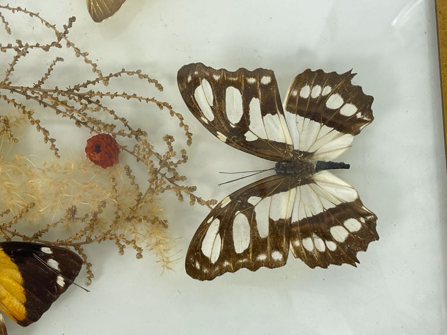 Original Framed Butterflies Artwork Dome Glass Frame By J.J. Cruz 12.5 X 8.5 [Photo 7]