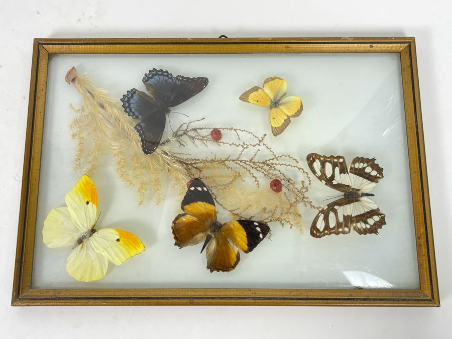 Original Framed Butterflies Artwork Dome Glass Frame By J.J. Cruz 12.5 X 8.5