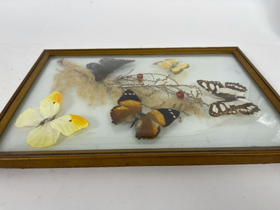 Original Framed Butterflies Artwork Dome Glass Frame By J.J. Cruz 12.5 X 8.5 [Photo 8]