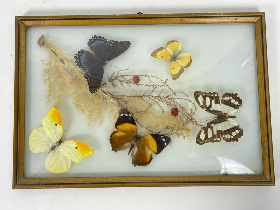 Original Framed Butterflies Artwork Dome Glass Frame By J.J. Cruz 12.5 X 8.5 [Photo 2]