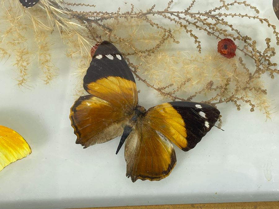 Original Framed Butterflies Artwork Dome Glass Frame By J.J. Cruz 12.5 X 8.5 [Photo 4]