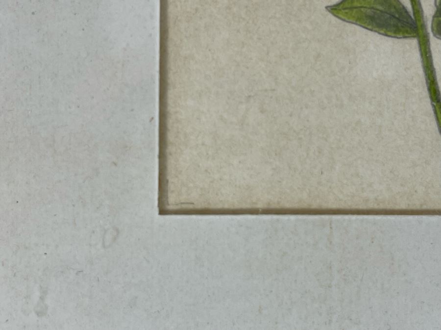 Leopold Stolba (1863-1929) Original Butterfly Drawing Artwork On Paper Signed On Mat 1916 Framed 6W X 7.5H [Photo 12]