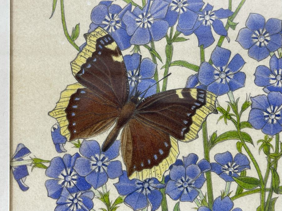 Leopold Stolba (1863-1929) Original Butterfly Drawing Artwork On Paper Signed On Mat 1916 Framed 6W X 7.5H [Photo 4]
