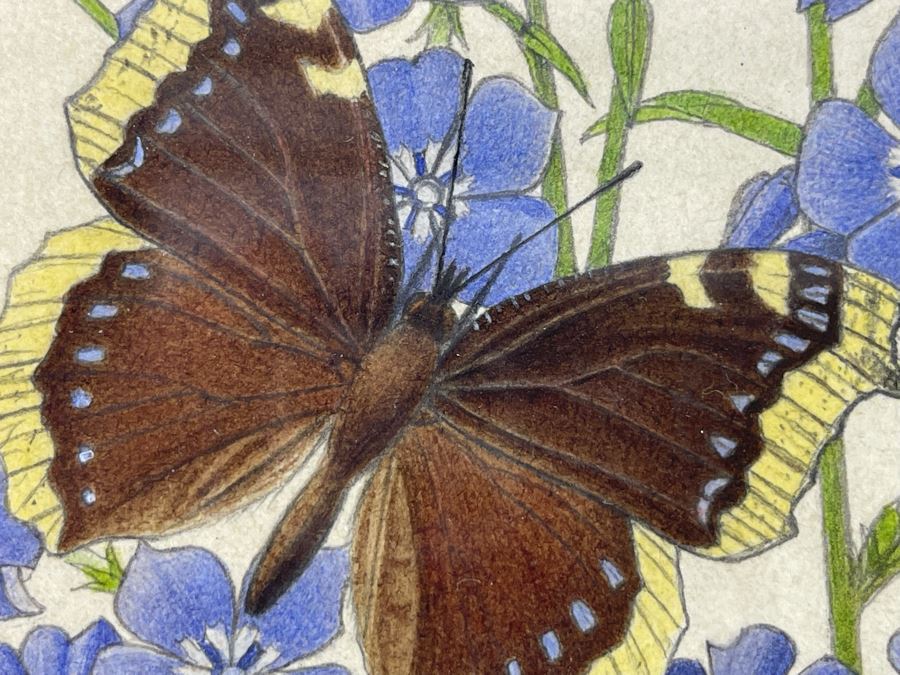 Leopold Stolba (1863-1929) Original Butterfly Drawing Artwork On Paper Signed On Mat 1916 Framed 6W X 7.5H [Photo 10]