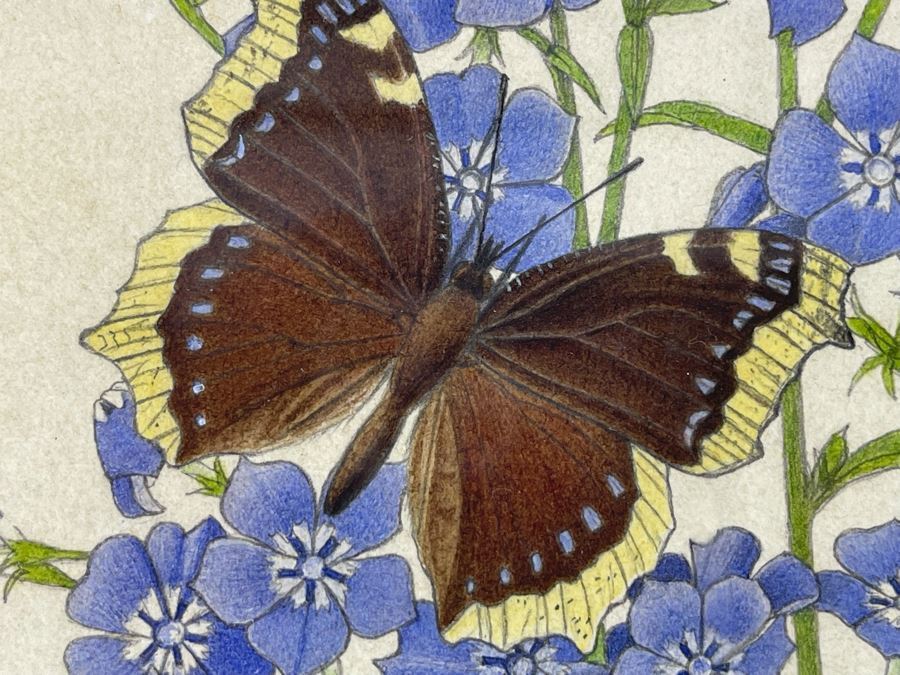 Leopold Stolba (1863-1929) Original Butterfly Drawing Artwork On Paper Signed On Mat 1916 Framed 6W X 7.5H [Photo 9]