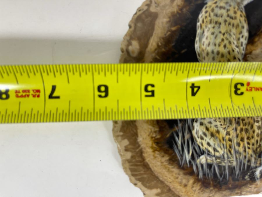 Hand Painted Fossilized Tree Of Cheetah Signed Ann Parker 1979 5.5W X 7.25H [Photo 13]