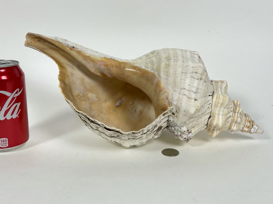 Large Conch Shell 16L [Photo 11]