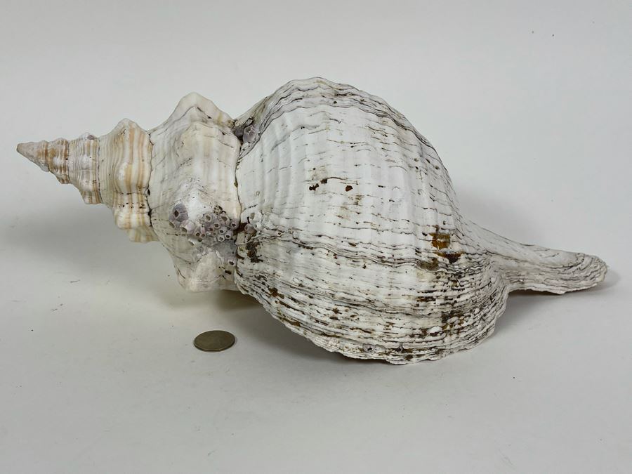 Large Conch Shell 16L [Photo 7]