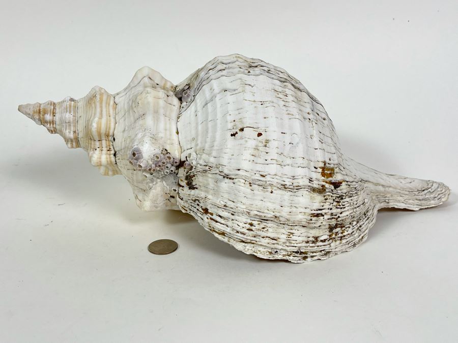 Large Conch Shell 16L [Photo 8]