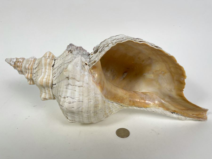 Large Conch Shell 16L [Photo 4]
