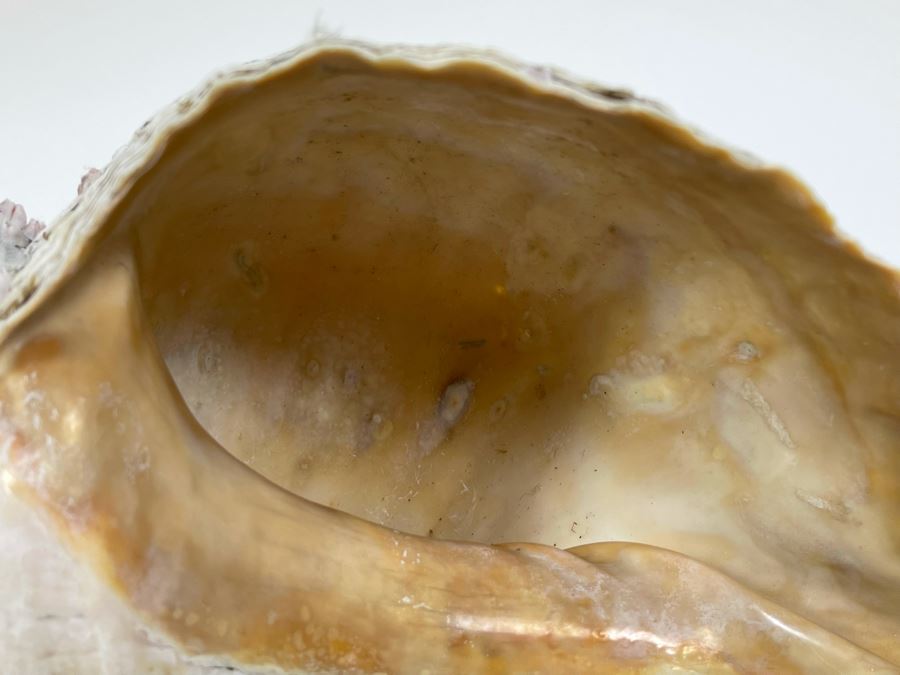 Large Conch Shell 16L [Photo 5]