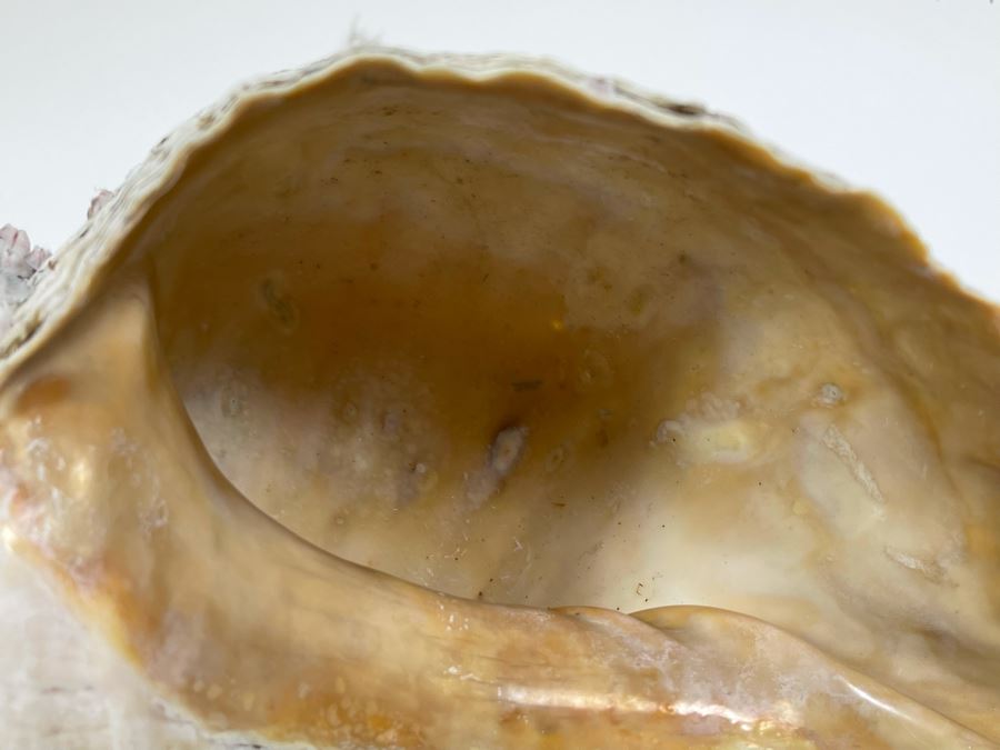 Large Conch Shell 16L [Photo 6]