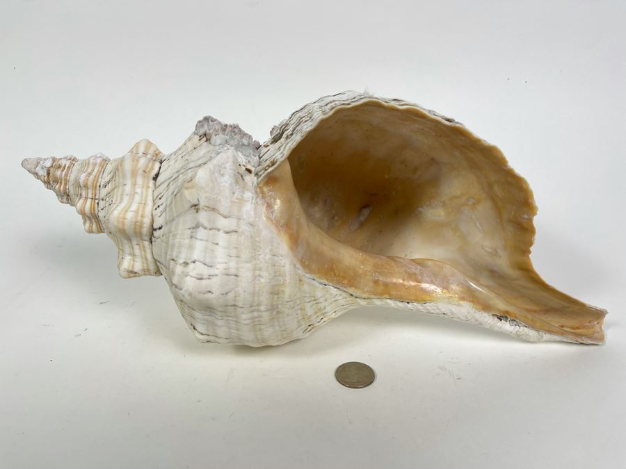 Large Conch Shell 16L [Photo 2]