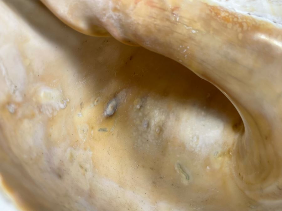 Large Conch Shell 16L [Photo 13]