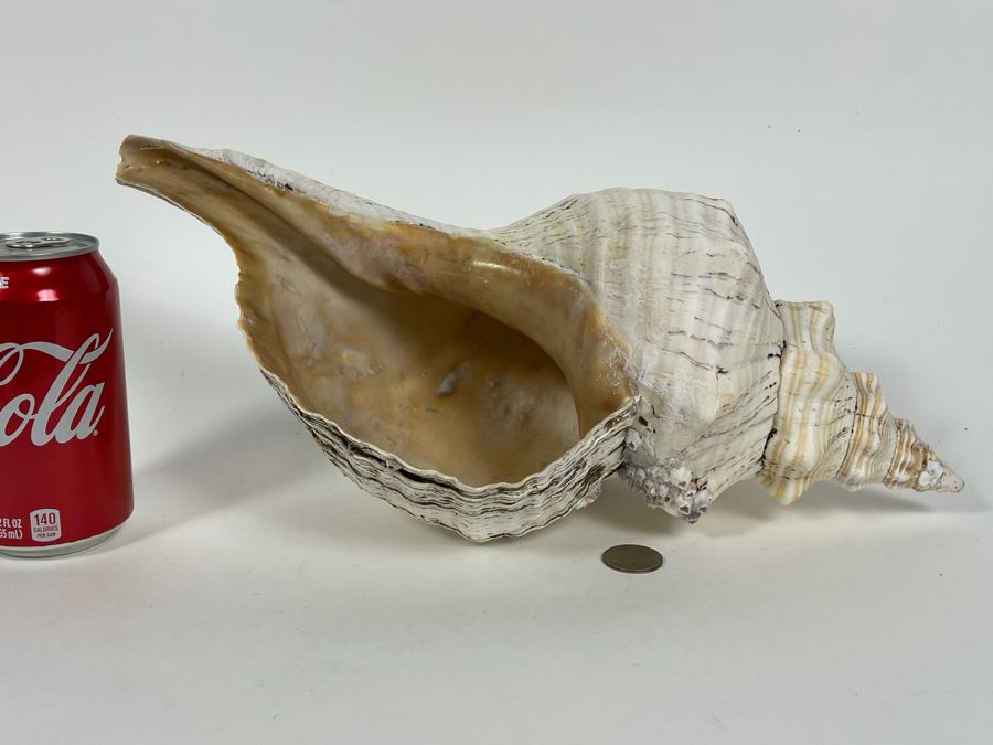 Large Conch Shell 16L [Photo 10]