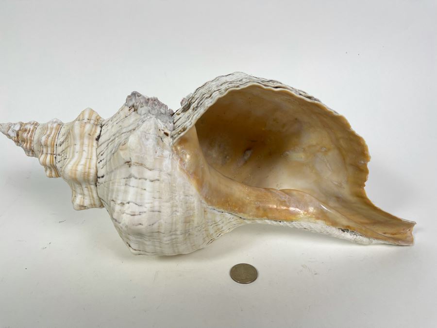 Large Conch Shell 16L [Photo 3]
